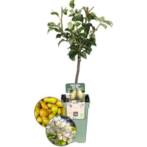Plants by Frank Biologische Perenboom 1 x Pyrus communis 20 cmØ 60 cm ↨ Fruitboom Biologisch Fruit Fruitplanten Fruitbomen Tuinplanten Bio Perenboom