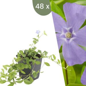 Plants by Frank 48 Blauwe Maagdenpalm planten Vinca minor Winterharde bodembedekker planten tuinplanten Winterharde vaste planten meerjarig Winterharde tuinplanten 48 stuks Blauwe Maagdenpalm