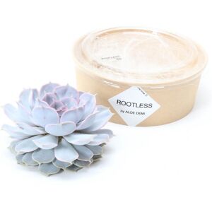 Rootless Echte Succulent Lila -Ø12-14 cm - 5 cm - 1x Echeveria Lilacina - kamerplant - vetplant Groen