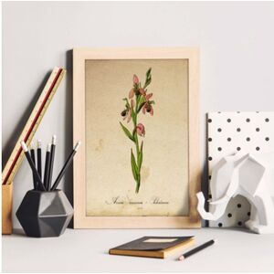 Nacnic Pôster De Flor Vintage. Lémina Orchidaceae Rosa Com Design Vintage.