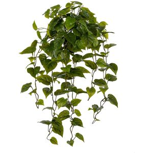 Götessons Konstväxt Gullranka 1000