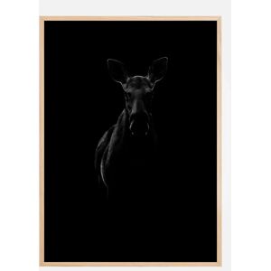 Bildverkstad Black Moose Poster (50x70 Cm)