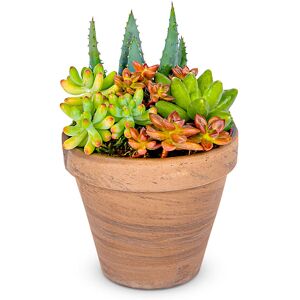 123 Flowers Succulent Garden Pot