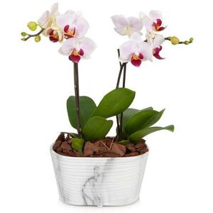 Send Flowers - Double Spike Pink Orchid Plant