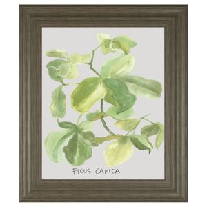 Classy Art Ficus Carica by Katrien Soeffers Framed Print Wall Art, 22