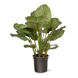 National Tree Company Artificial Calathea Plant, Green