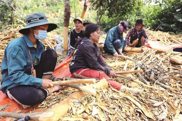 Cách bóc vỏ cây khô nhanh, tiết kiệm nhân công