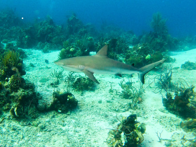 shark_UvM2eOupx.jpg