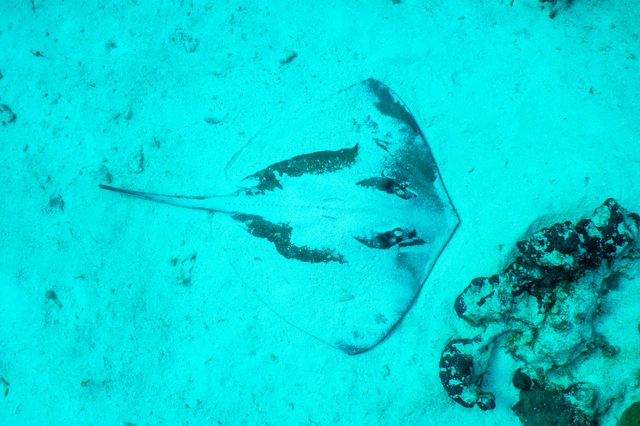 stingray_X7gLKgwwt.jpg