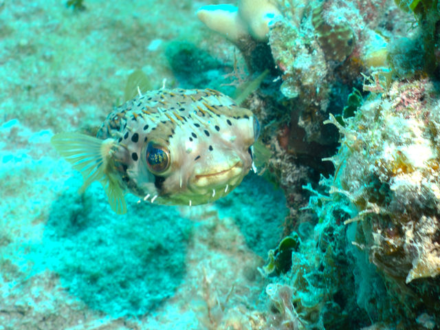 puffer-fish_dMpqeEBnW.jpg