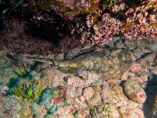yellow-spotted-ray_8YMLQxCiM.jpg