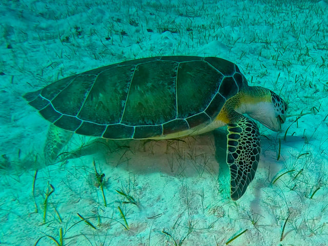 turtle2_Ipl_1C_qD.jpg