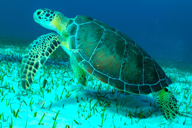 turtle_q03JZQy6T.jpg