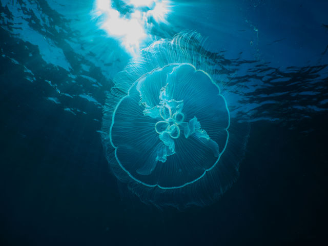 jellyfish-2_jRyKt3WlR.jpg