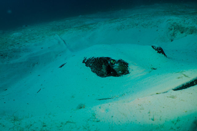 stingray-2_MExzIlpGx.jpg