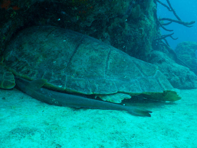 turtle-pilot-snuggle_25DmLkMHk.jpg