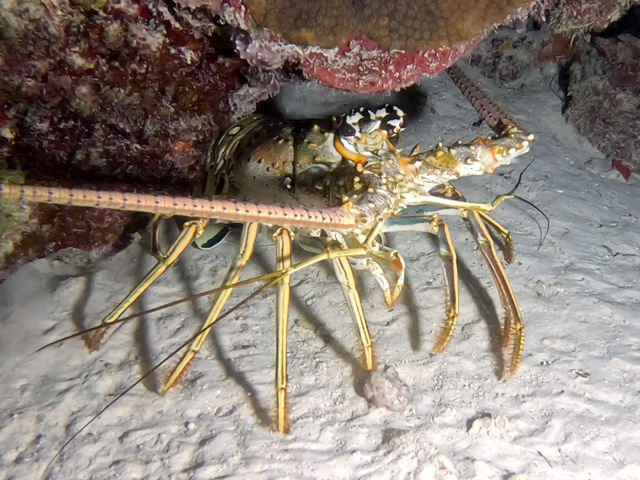 lobster_rxncCLUAd.jpg