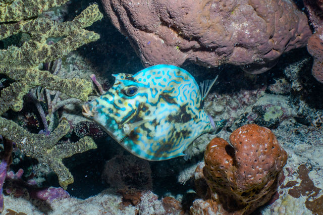 scrawled-cowfish_gl3Cex5V7.jpg
