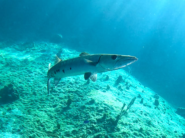 barracuda_O2l4zXHLK.jpg