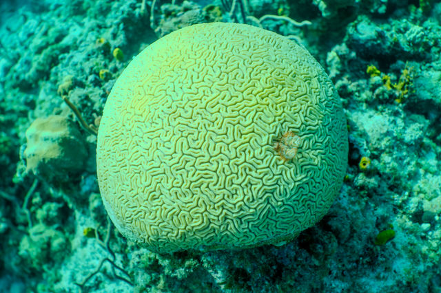 coral_I5L1RYkv8.jpg