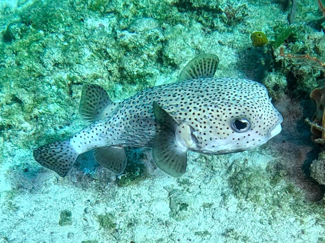 puffer_y6G7SEeNG.jpg