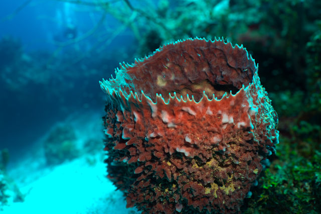 rose-coral_RdIrMzSaQ.jpg