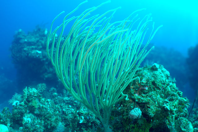 soft-coral_5hlV7rL_c.jpg