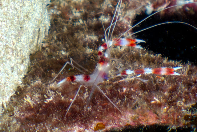 shrimp_cAoZQSWFn.jpg