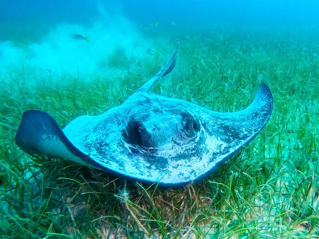 stingray-1_CIqZUnPcn.jpg