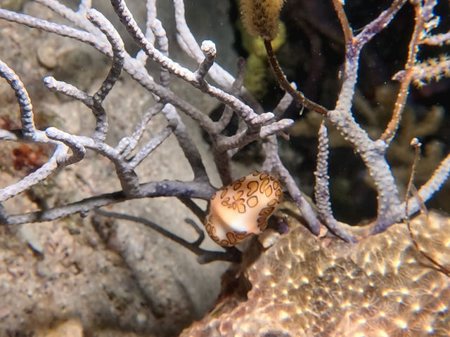 shell-thing_7_tHFzjXz.jpg