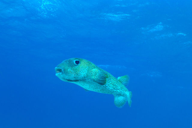 puffer-1_HKmaMvYlc.jpg
