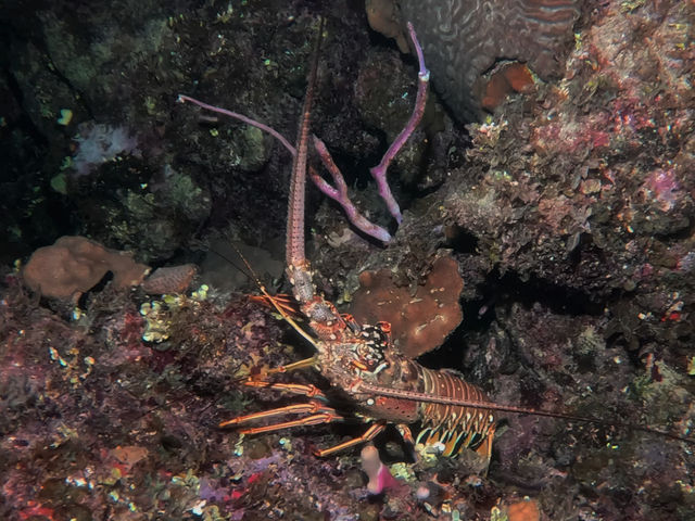 lobster_lcO5Rvp0L.jpg