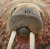 Walrus