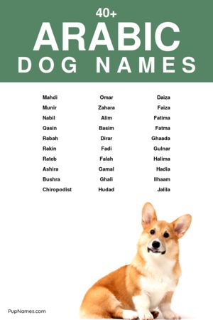 arabic dog names