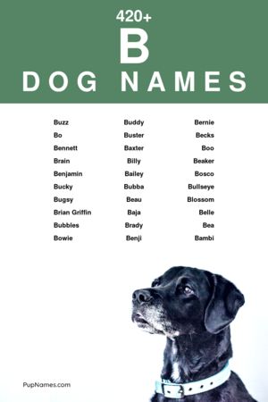 dog names starting with b