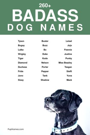 270+ Badass Dog Names (+ Meanings) | PupNames.com™