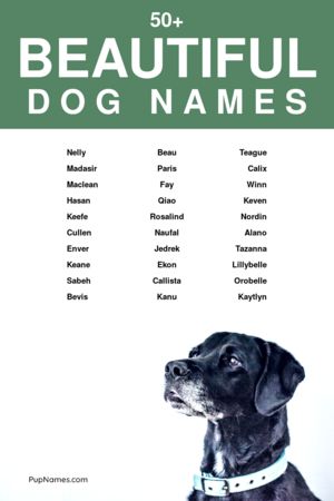 70+ Beautiful Dog Names (+ Meanings) | PupNames.com™