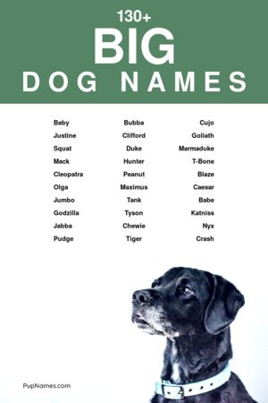 big dog names