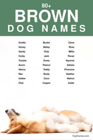 brown dog names