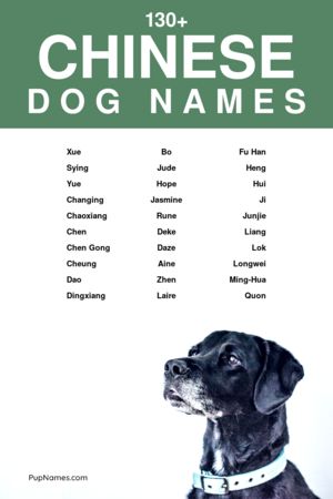 chinese dog names