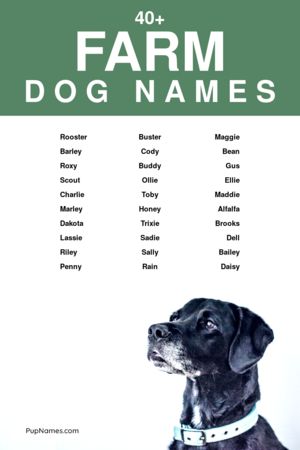 Farm Dog Names