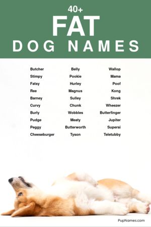 30+ Fat Dog Names For Girls (+ Meanings) | PupNames.com™