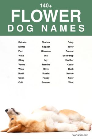 flower dog names