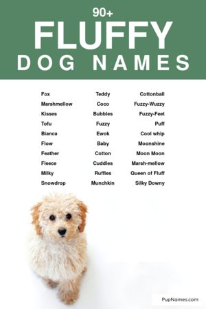 fluffy dog names
