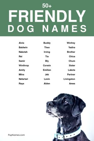 friendly dog names