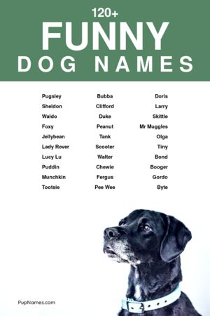 funny dog names