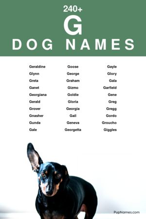 dog names starting with g