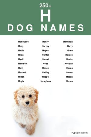 dog names starting with h