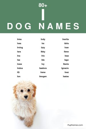 dog names starting with i