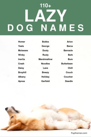 lazy dog names